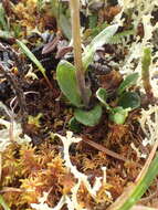 Image of Arctic Squaw-Weed