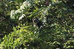 Image of Cercopithecus mitis moloneyi Sclater 1893