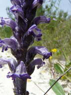 Image of nodding broomrape