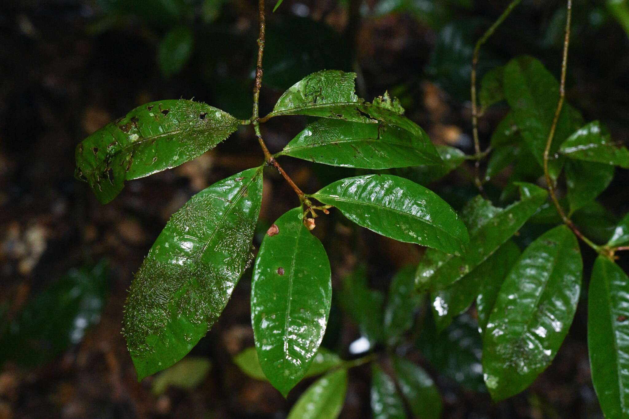 Image of Ixora aluminicola Steyerm.