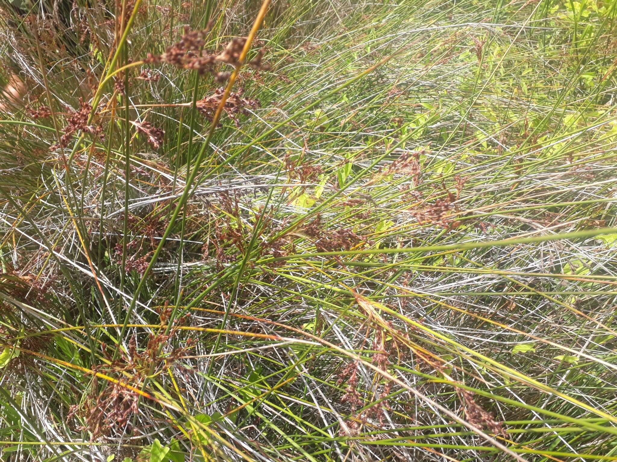 Image of Juncus kraussii subsp. australiensis (Buch.) S. Snogerup