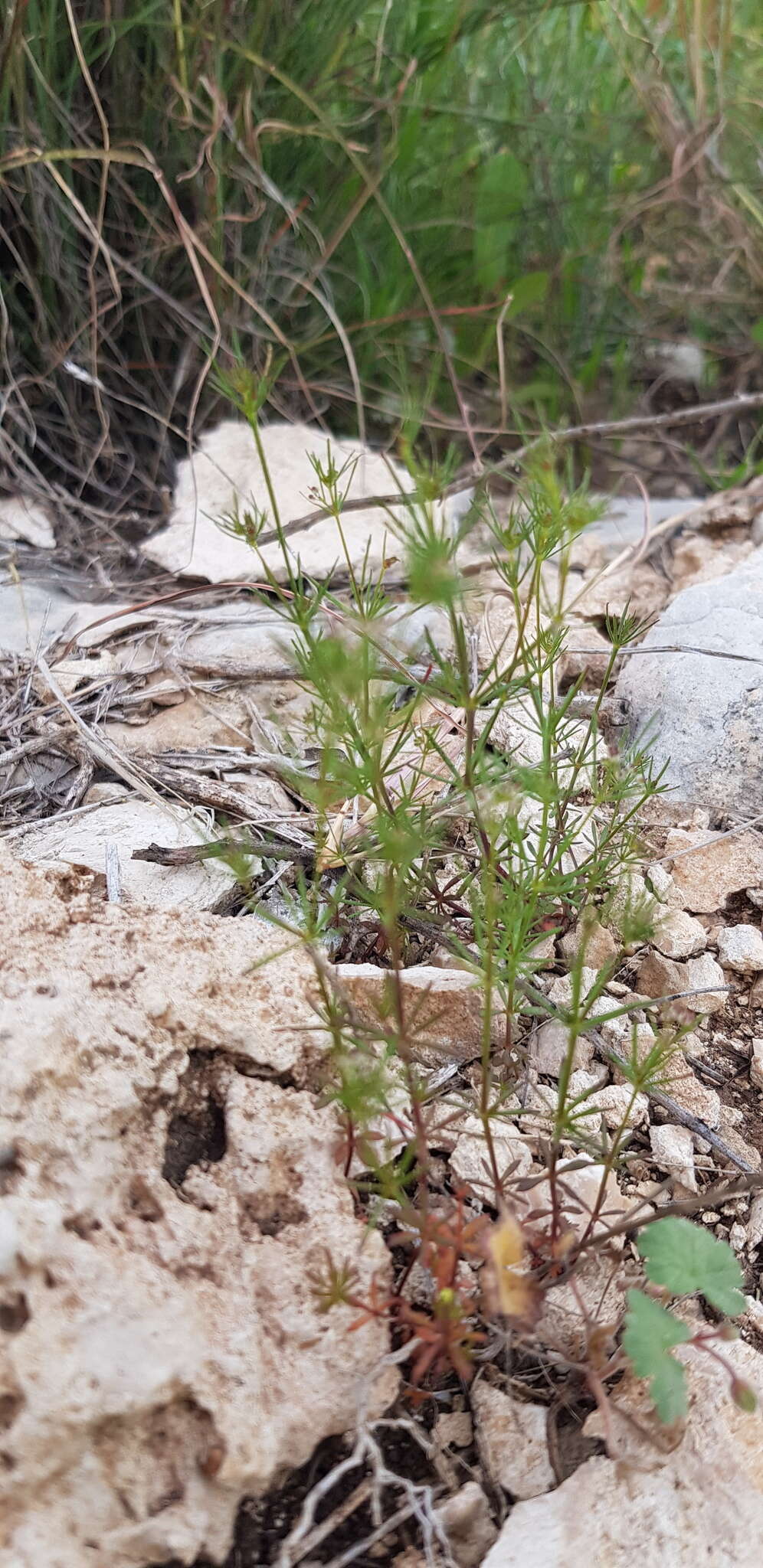 Image of Galium setaceum Lam.