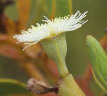 Image of Eucalyptus extrica D. Nicolle