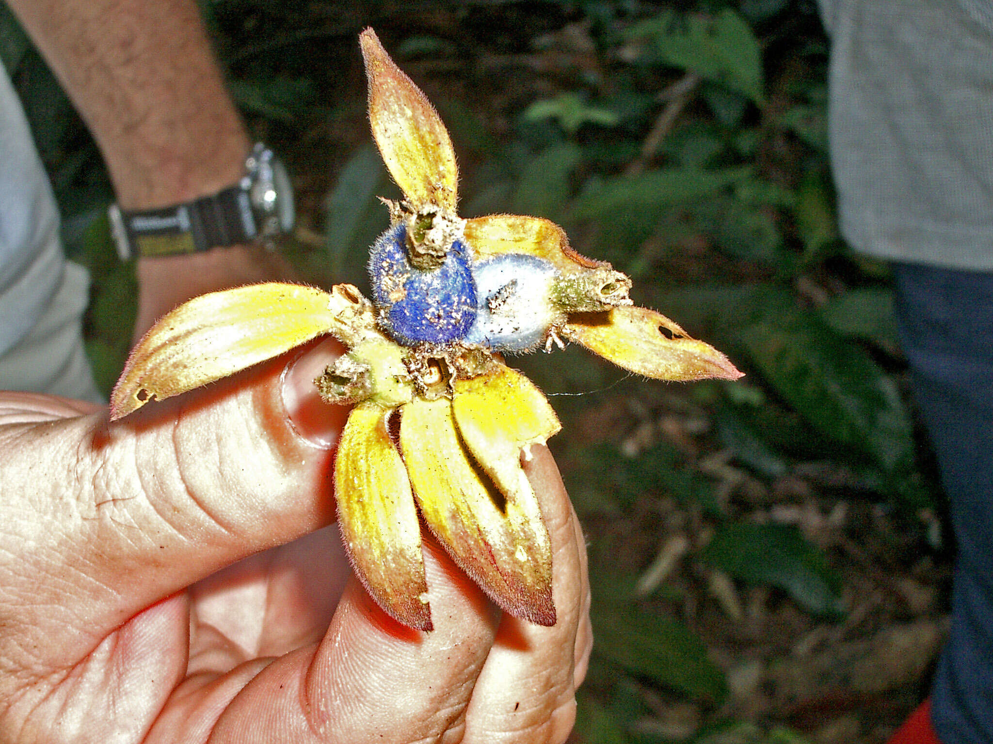 Image de Psychotria magnifica (Gillespie) Fosberg