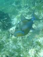 Image of Triggerfish