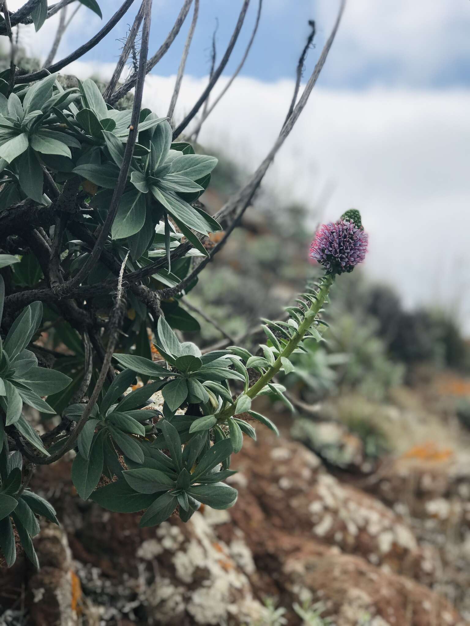 Plancia ëd Echium portosanctense J. A. Carvalho, Pontes, Bat.-Marques & R. Jardim