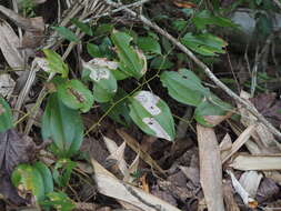 Smilax bracteata C. Presl resmi