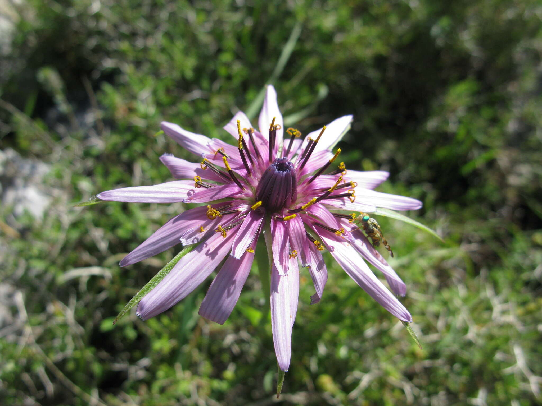 Image de Tragopogon porrifolius subsp. eriospermus (Ten.) Greuter