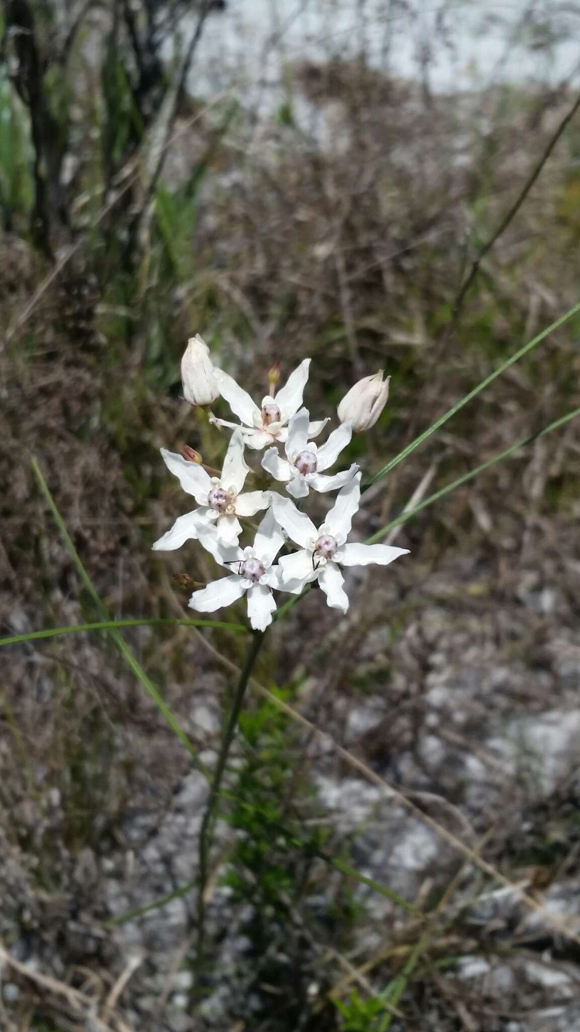 Image of Florida milkweed