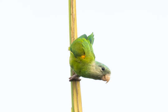 Image of Gray-cheeked Parakeet