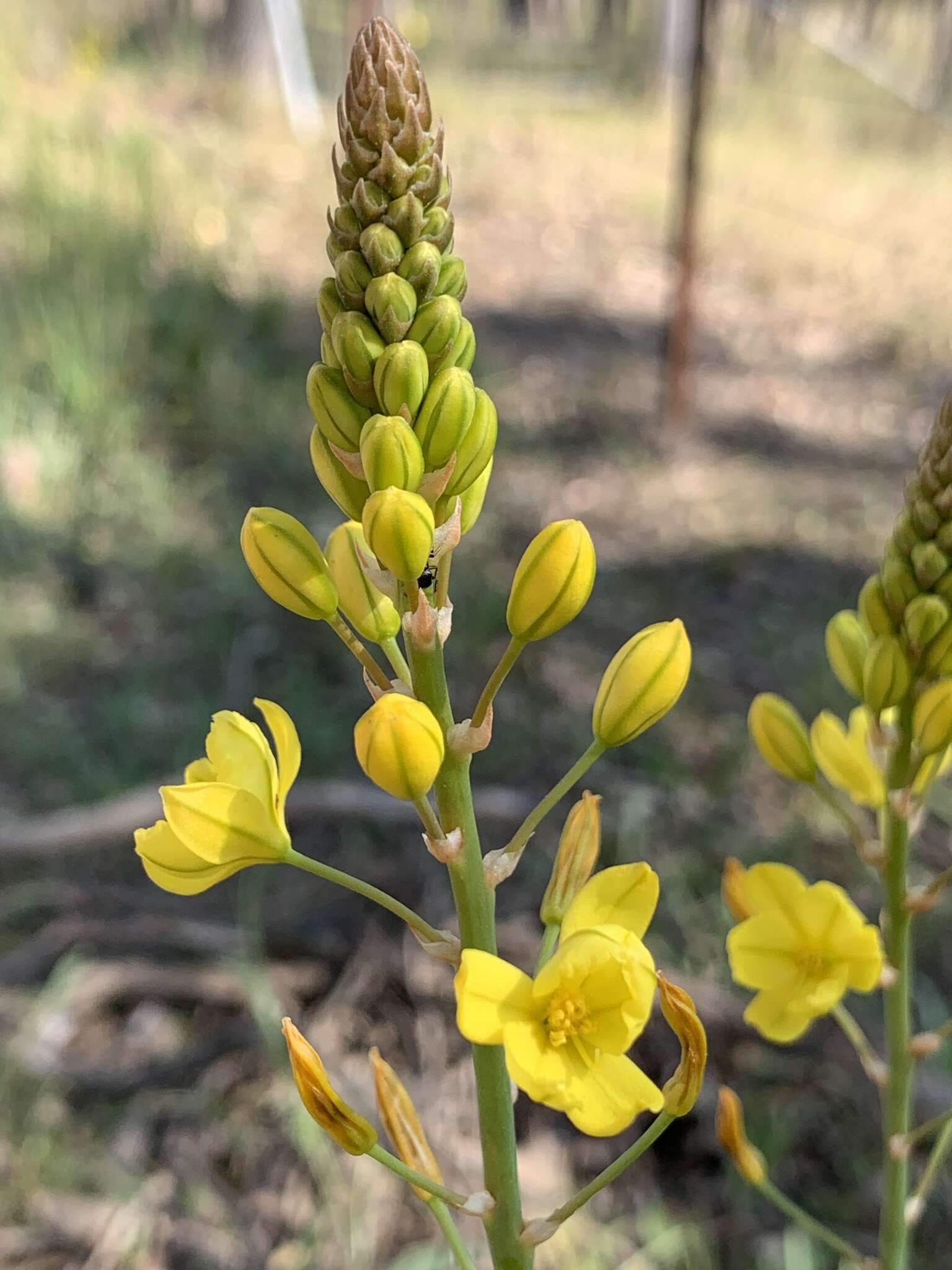 Imagem de Bulbine glauca (Raf.) E. M. Watson