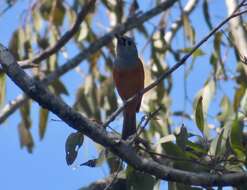 Image of Black-faced Monarch