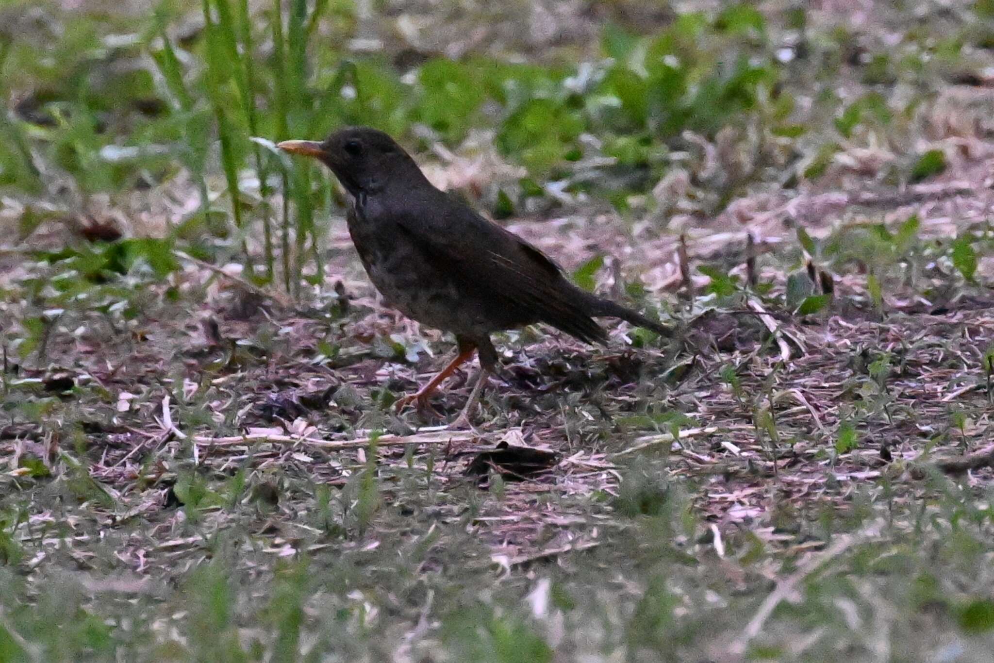 Image of Janpanese Thrush