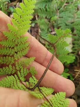 Image of Hypolepis rugosula subsp. lactea (Brownsey & Chinnock) Schwartsb.