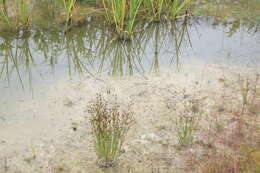 Imagem de Juncus alpinoarticulatus Chaix