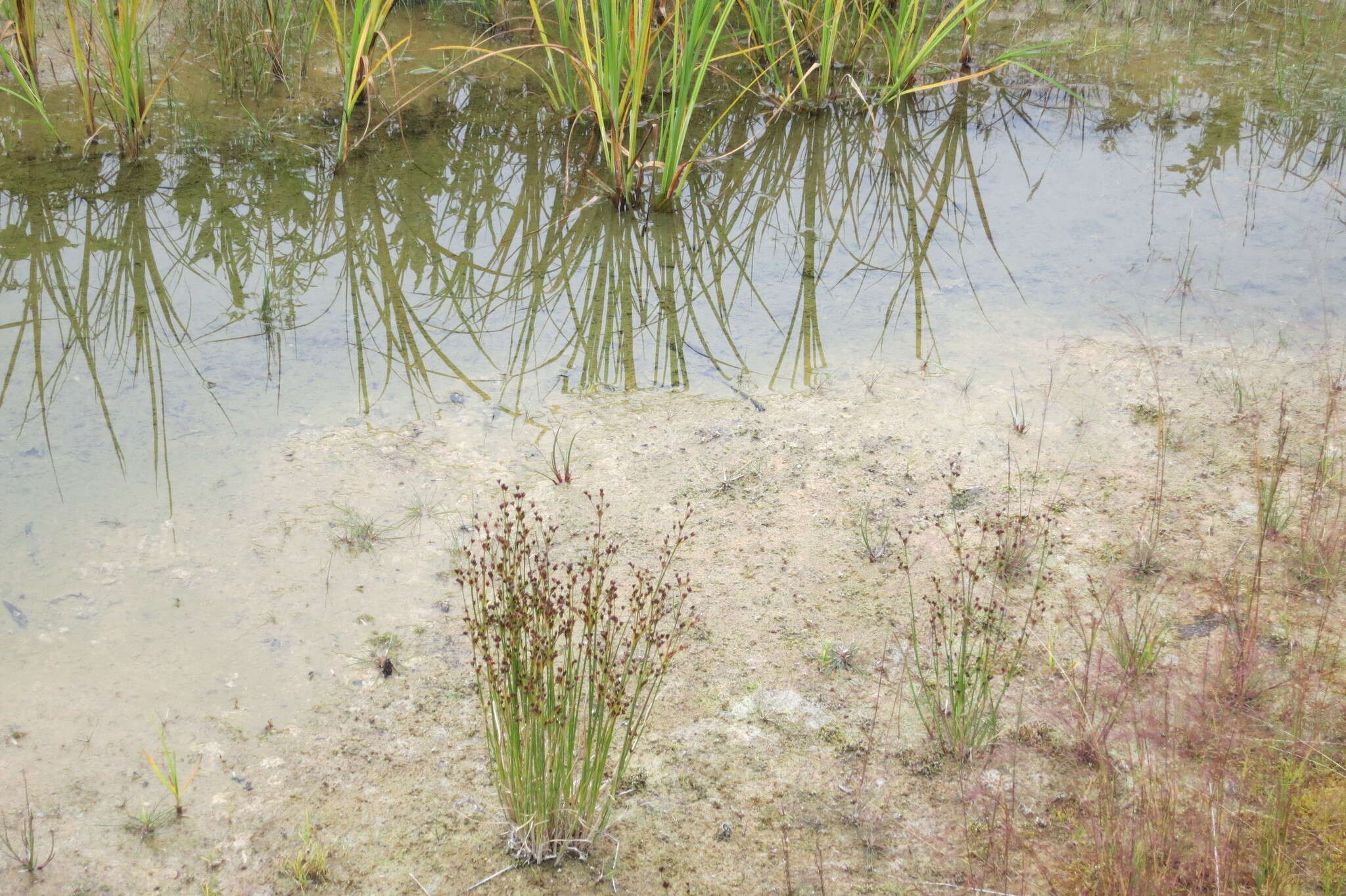 Слика од Juncus alpinoarticulatus Chaix