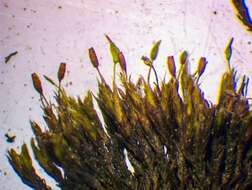 Image of grimmia dry rock moss