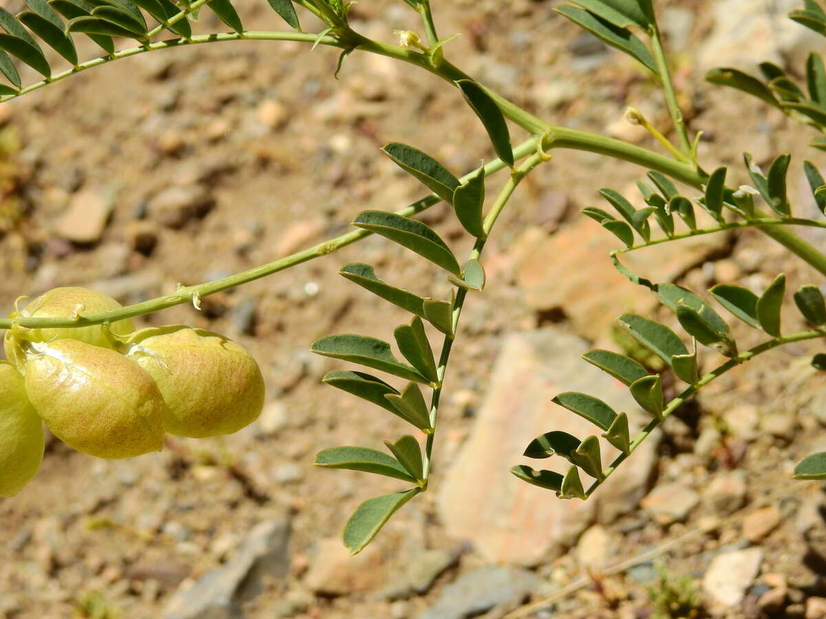 Image of Astragalus pehuenches Niederl.