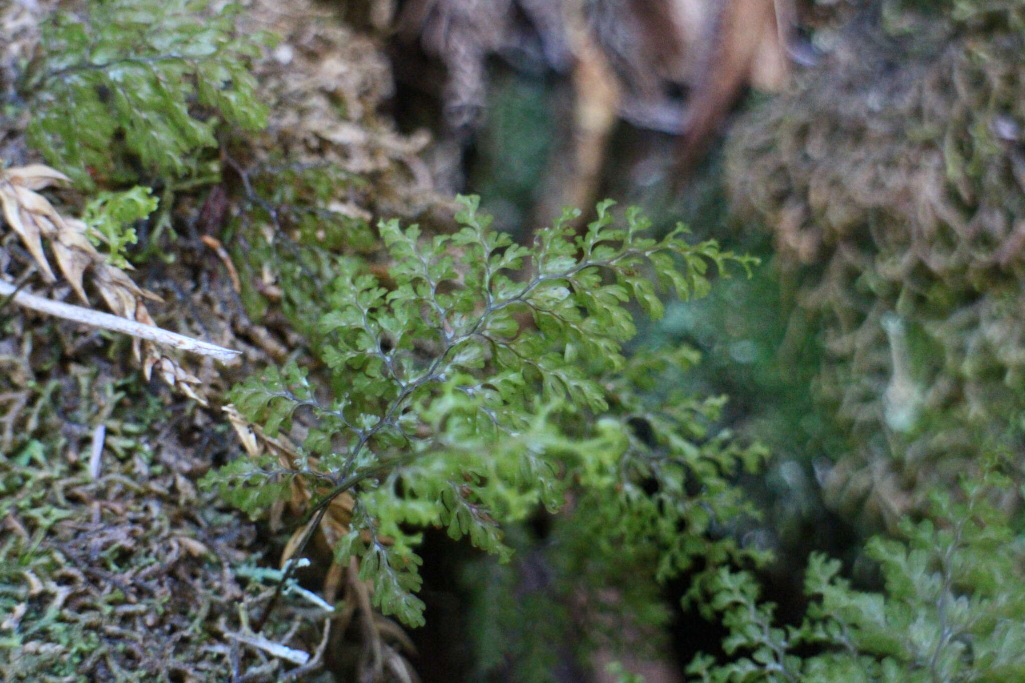 Image of Hymenophyllum paniculiflorum Presl