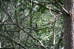 Image of <i>Accipiter striatus chionogaster</i>