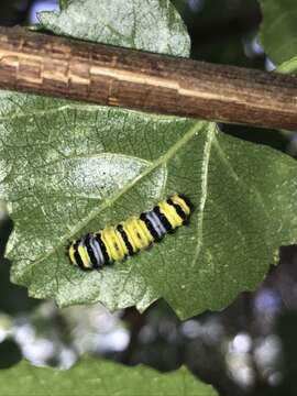 Image of Western Grapeleaf Skeletonizer