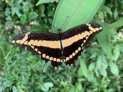 Image of Papilio homothoas Rothschild & Jordan 1906