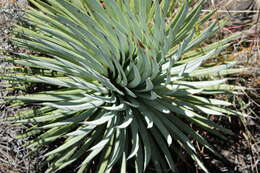 Image of Agave rzedowskiana P. Carrillo, Vega & R. Delgad.