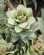 Image of myrtle spurge