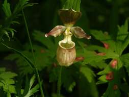 Image of Spotted lady slipper