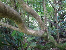 Image de Olearia albida Hook. fil.