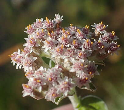 Plecostachys serpyllifolia (Berg.) O. M. Hilliard & B. L. Burtt的圖片