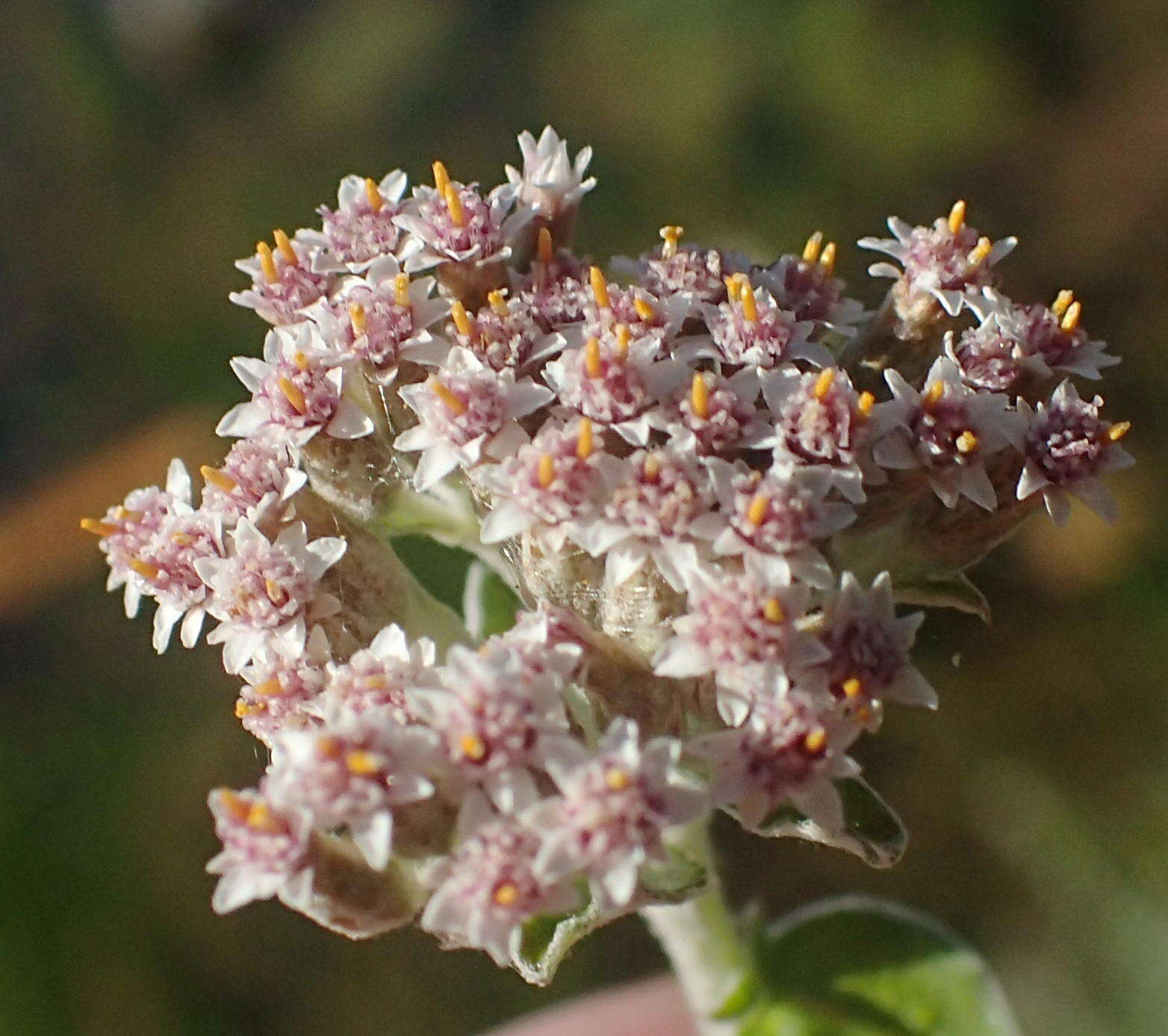 Слика од Plecostachys serpyllifolia (Berg.) O. M. Hilliard & B. L. Burtt