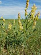 Image of <i>Astragalus mongolicus</i>