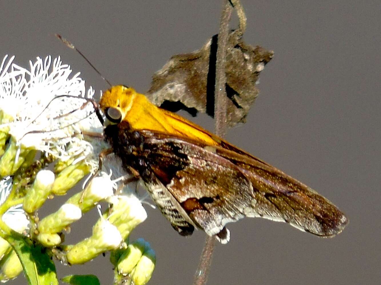 Image of Mercurial Skipper