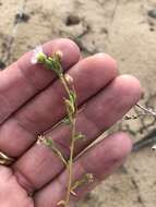 Image of western daisy fleabane