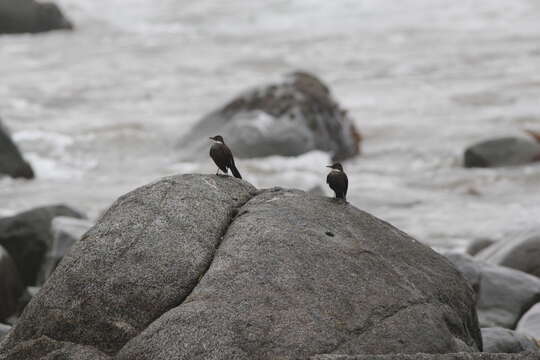 Image of Chilean Seaside Cinclodes