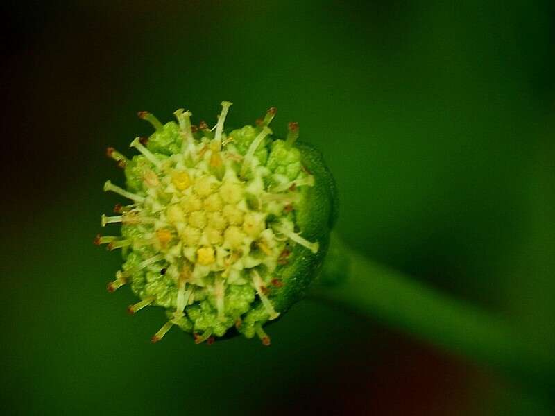 Image of Leptinella longipes Hook. fil.