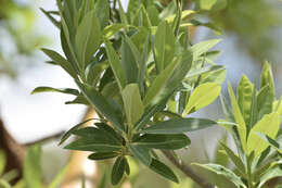 Image of Euphorbia tanquahuete Sessé & Moc.