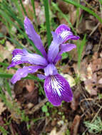 Image of bowltube iris