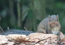 Image of Asian Red-cheeked Squirrel