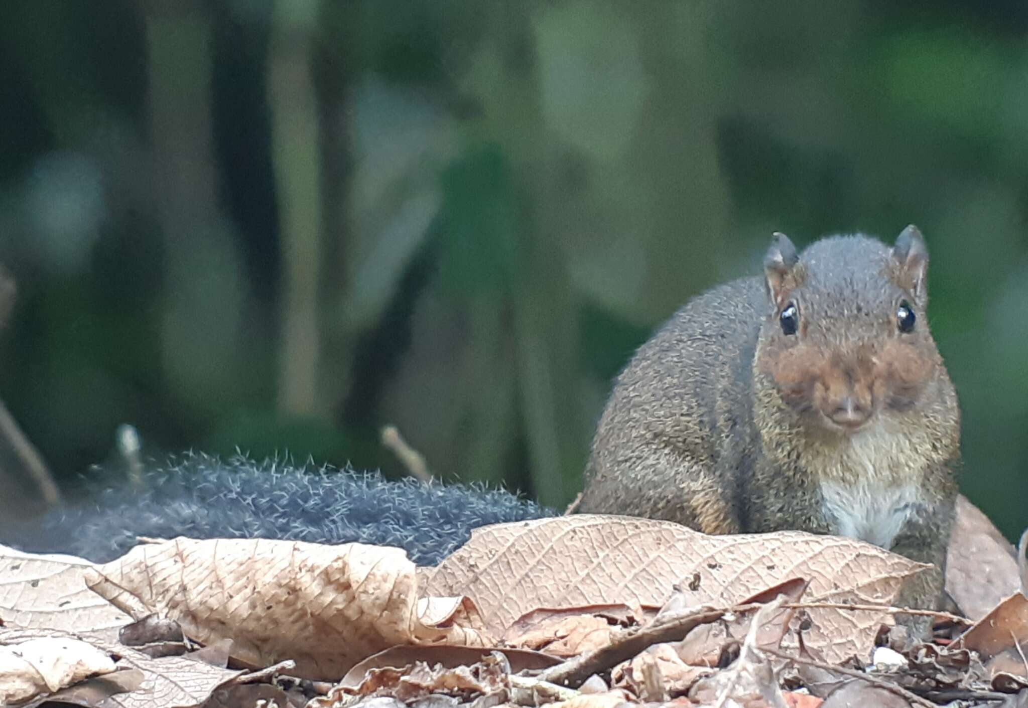 Image of Asian Red-cheeked Squirrel