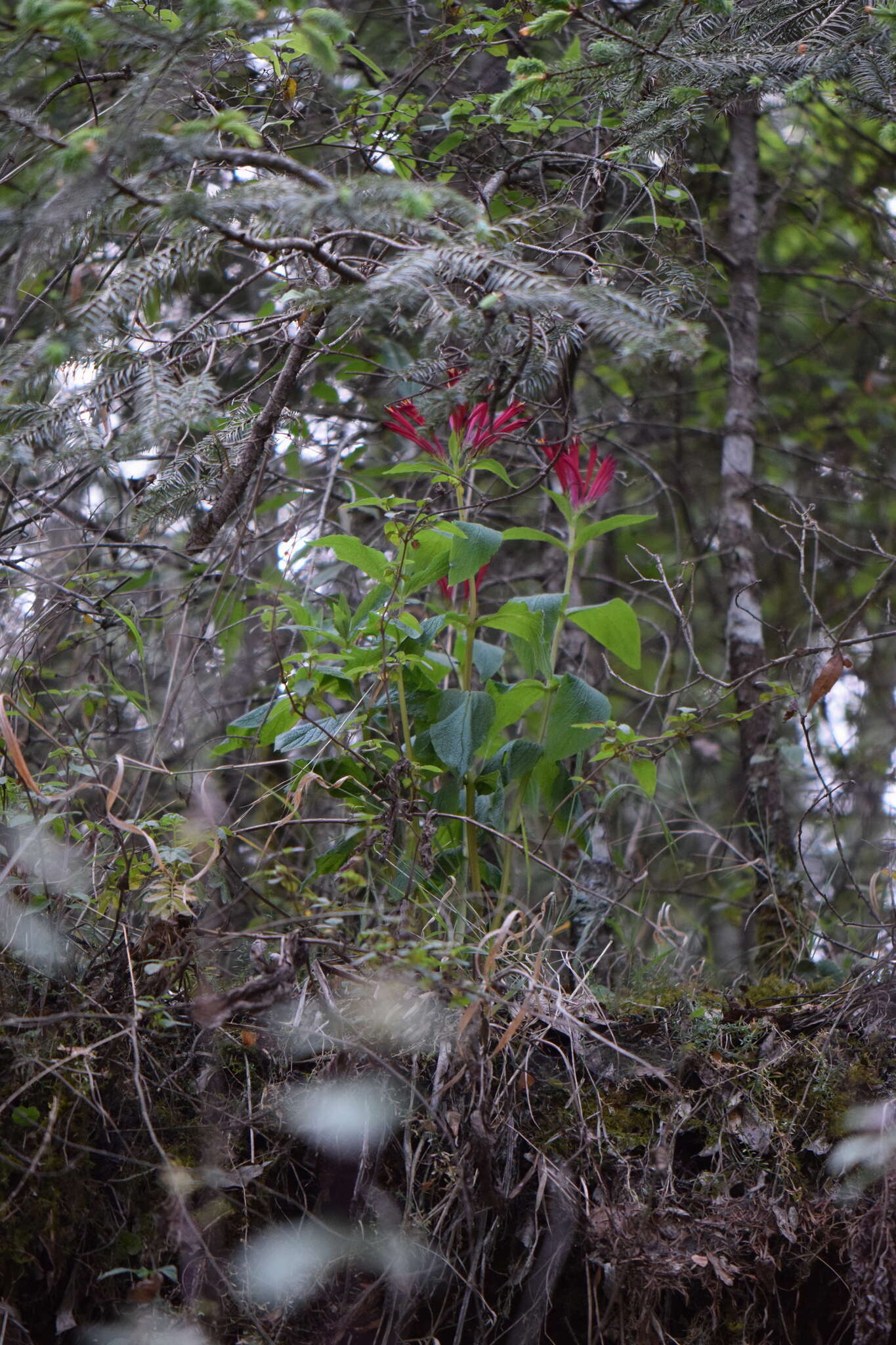 Image of Spigelia longiflora Sesse & Moc.