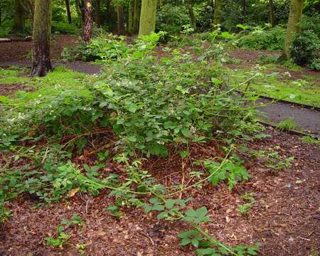 Image of Rubus accrescens Newton