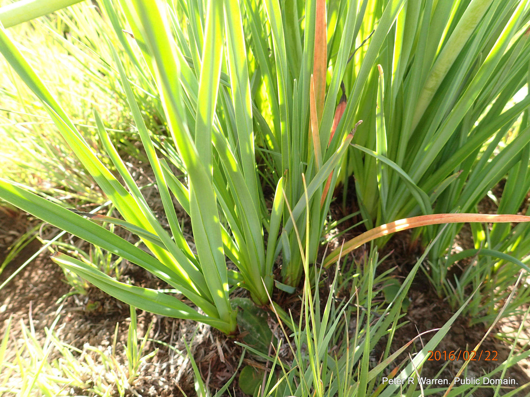 Image de Kniphofia porphyrantha Baker