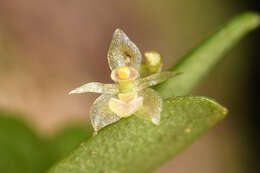 Image de Platystele microtatantha (Schltr.) Garay