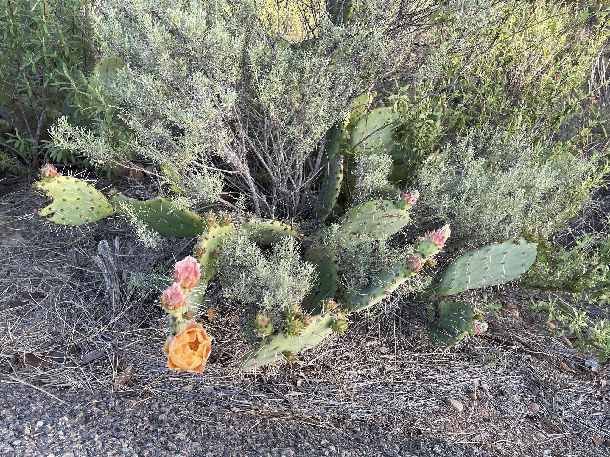 Image of pricklypear