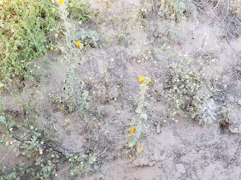 Image of Carrizo Creek globemallow