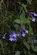 Image of Streptocarpus hilsenbergii R. Brown