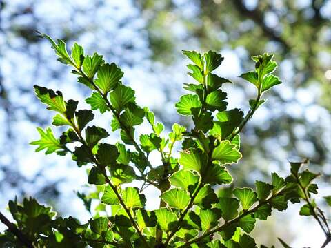 Image of Celery-top Pine