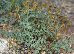 Imagem de Lomatium rigidum (M. E. Jones) Jepson